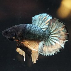 画像1: HMPK　イエローカッパー (1)