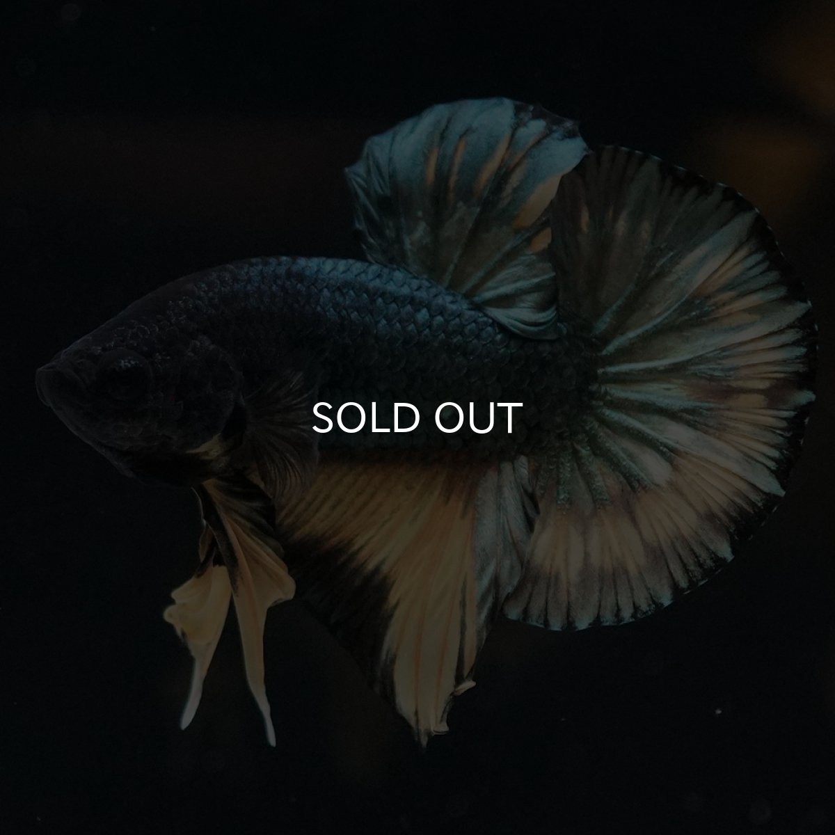 画像3: HMPK　イエローカッパー (3)