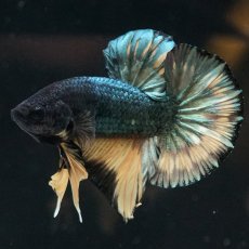 画像3: HMPK　イエローカッパー (3)