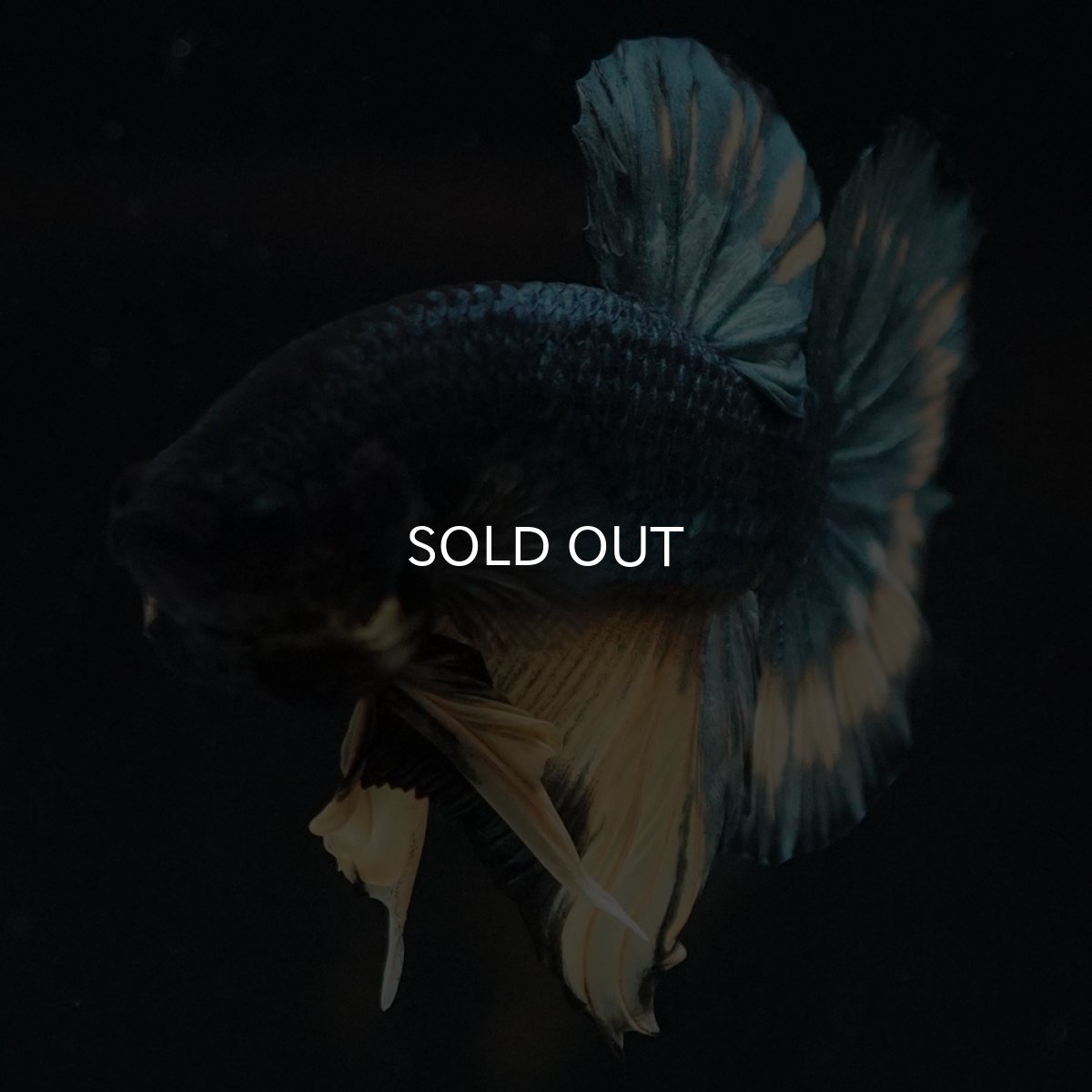 画像13: HMPK　イエローカッパー (13)