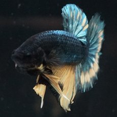 画像13: HMPK　イエローカッパー (13)