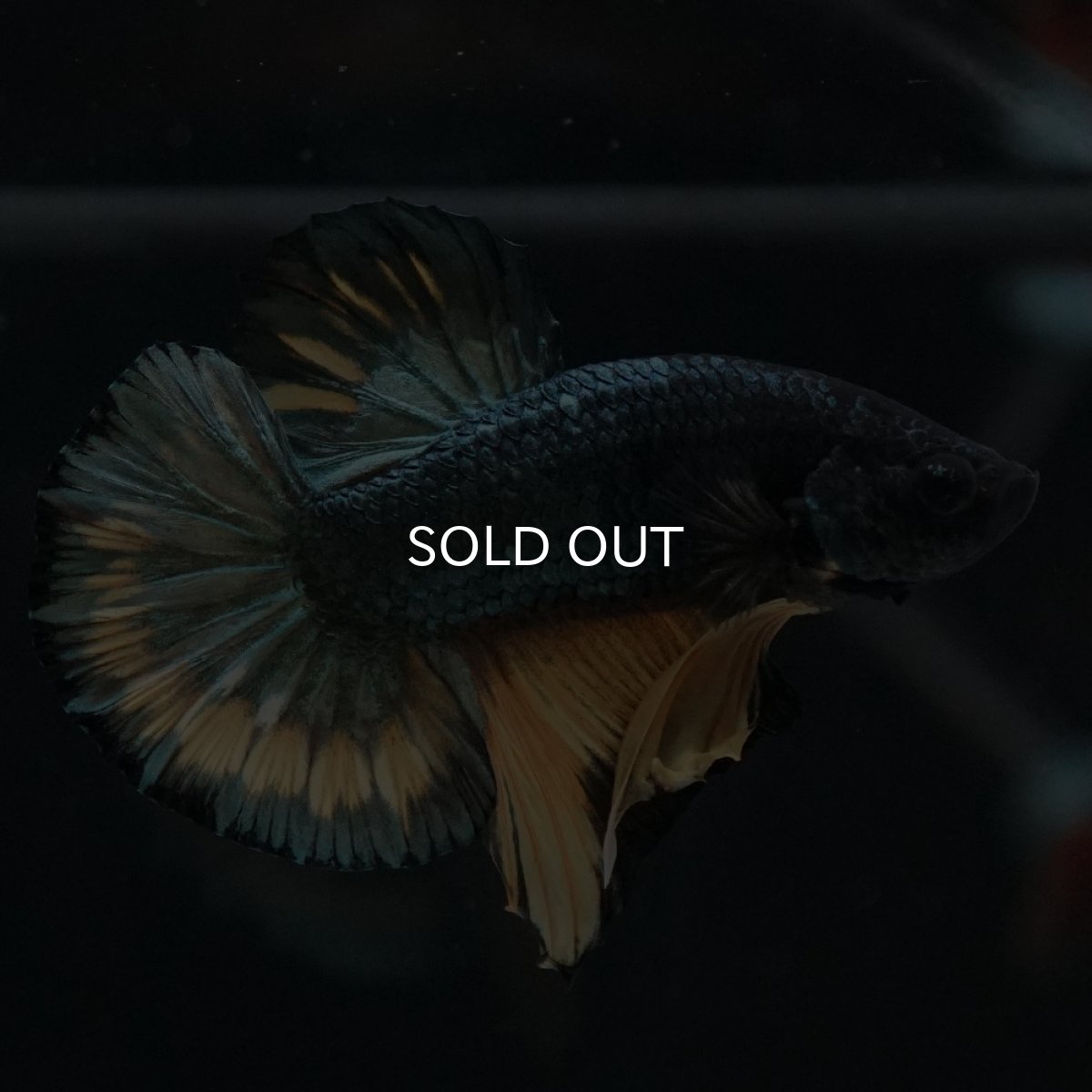 画像12: HMPK　イエローカッパー (12)