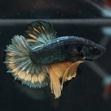 画像12: HMPK　イエローカッパー (12)