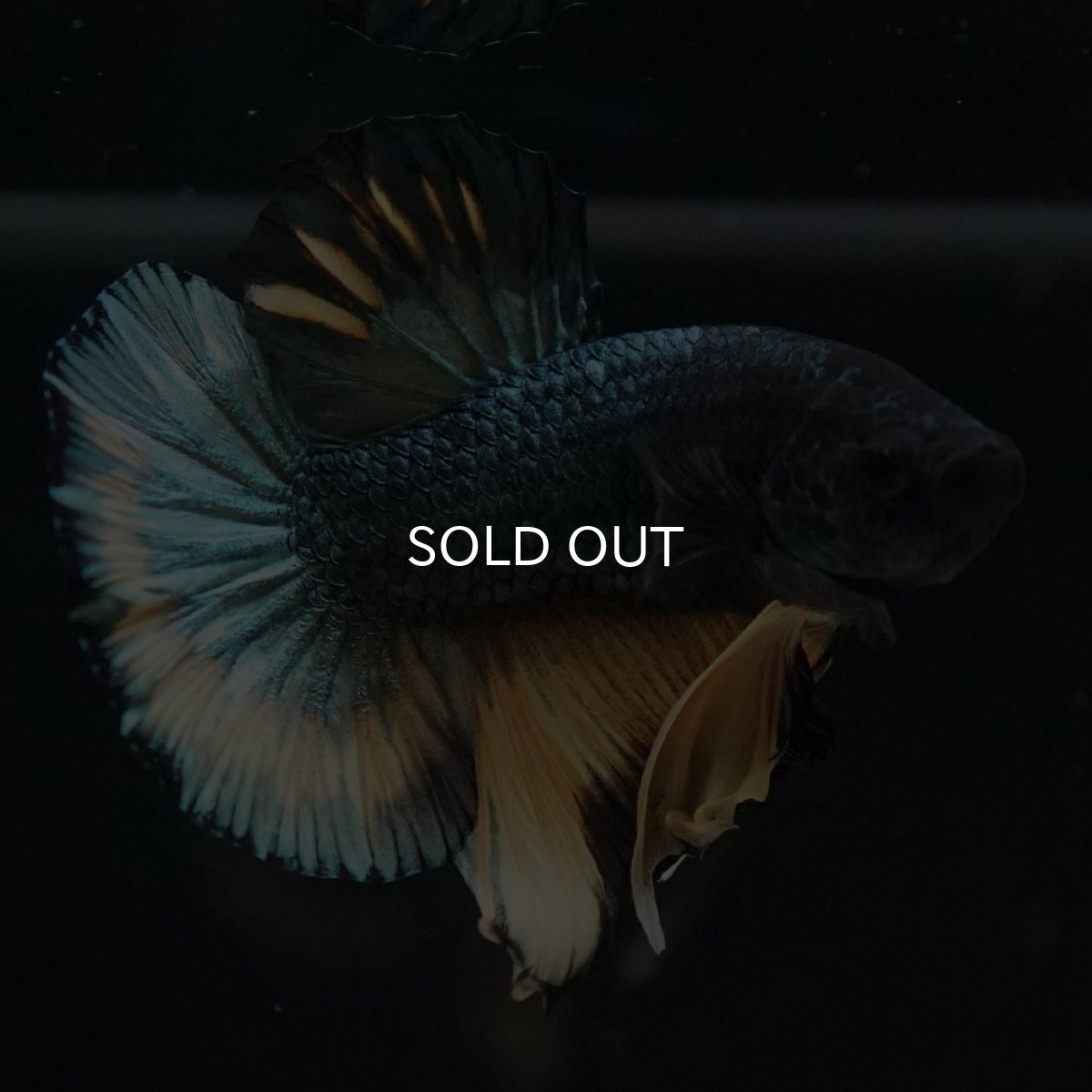 画像11: HMPK　イエローカッパー (11)