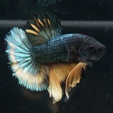 画像11: HMPK　イエローカッパー (11)