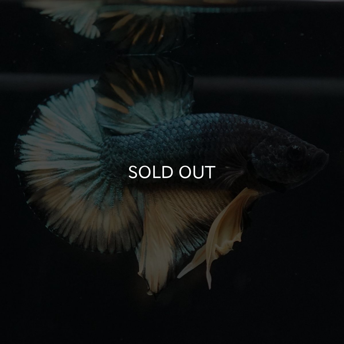 画像10: HMPK　イエローカッパー (10)