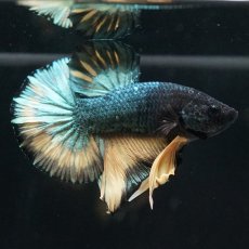 画像10: HMPK　イエローカッパー (10)