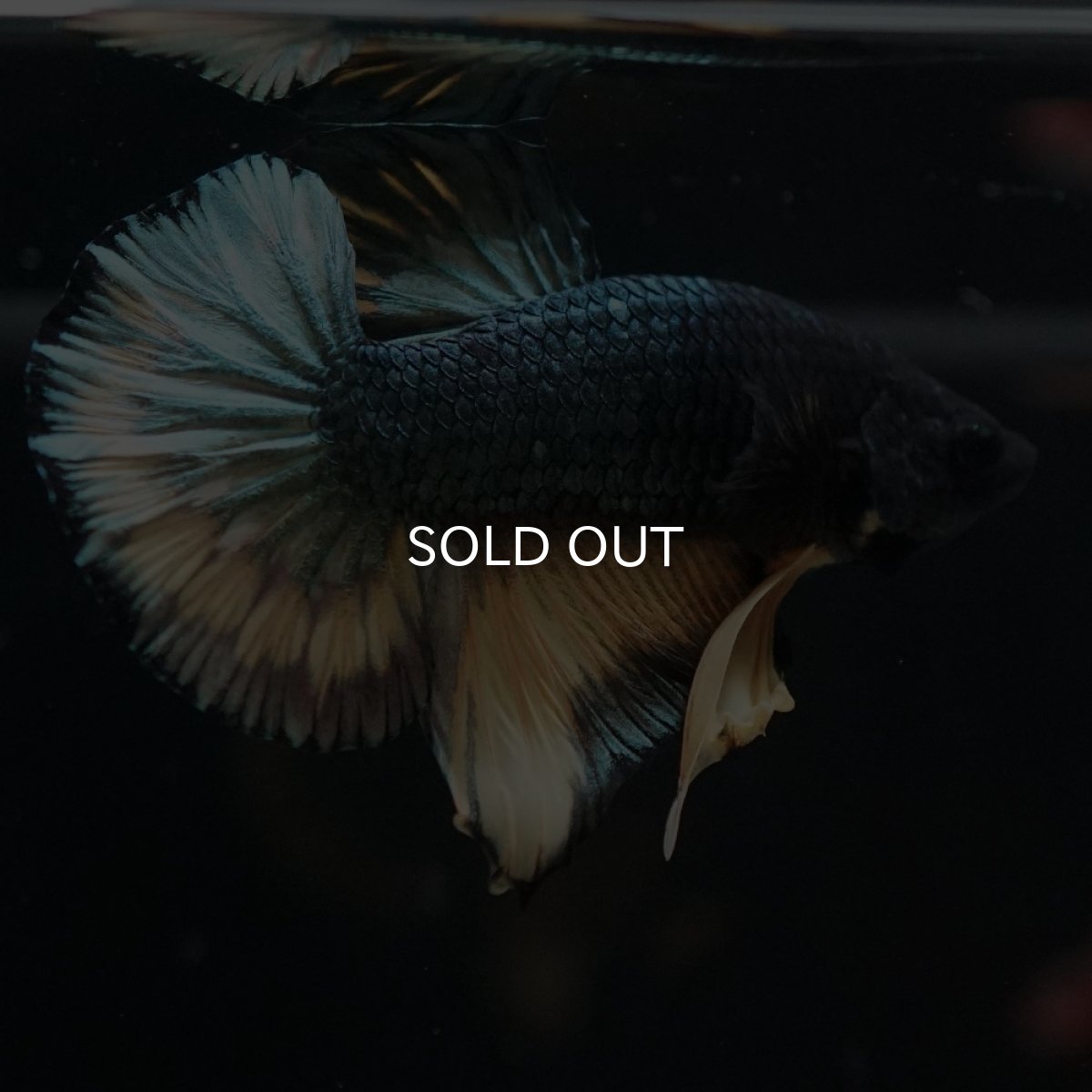 画像2: HMPK　イエローカッパー (2)