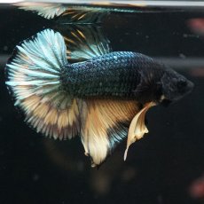 画像2: HMPK　イエローカッパー (2)