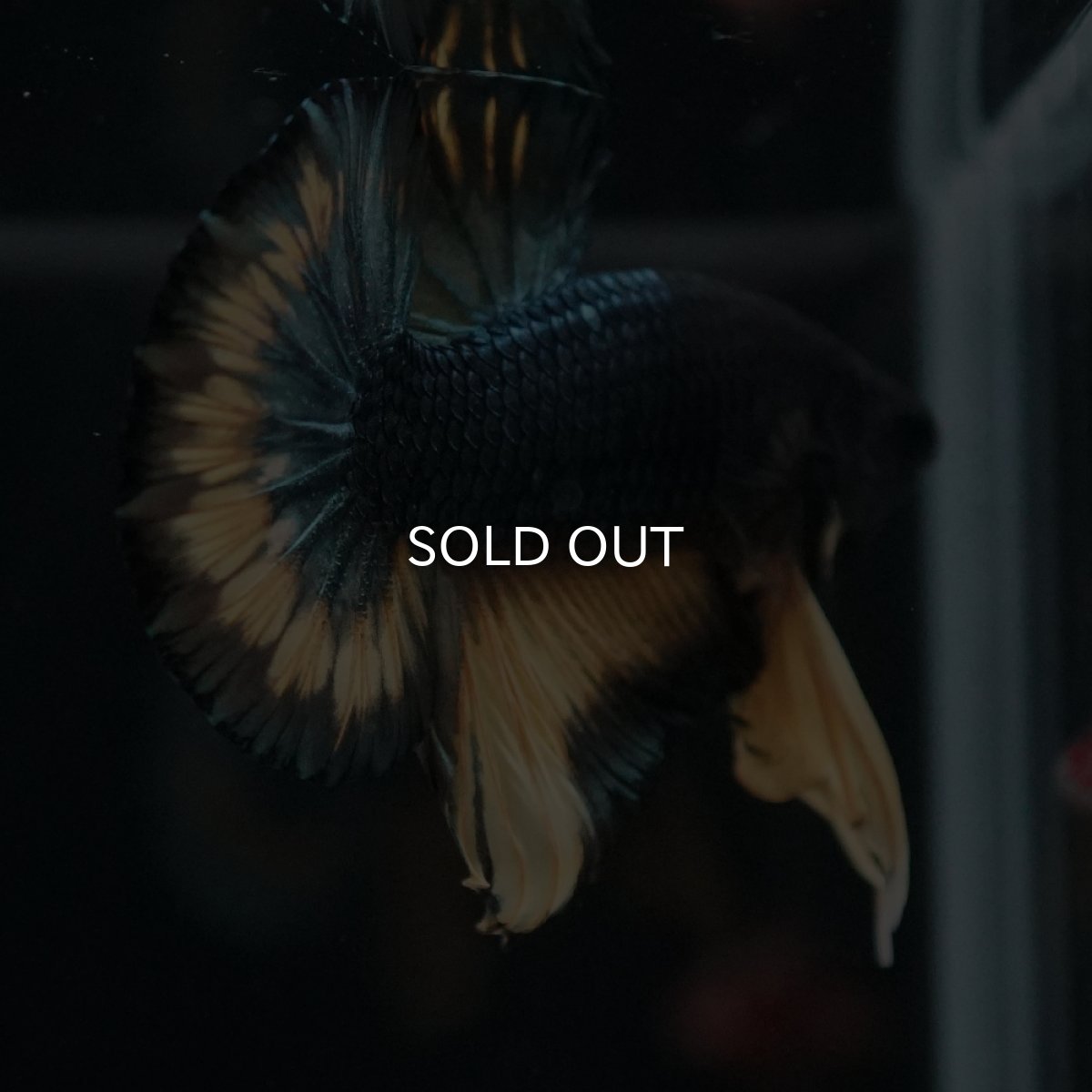 画像9: HMPK　イエローカッパー (9)