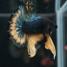 画像9: HMPK　イエローカッパー (9)