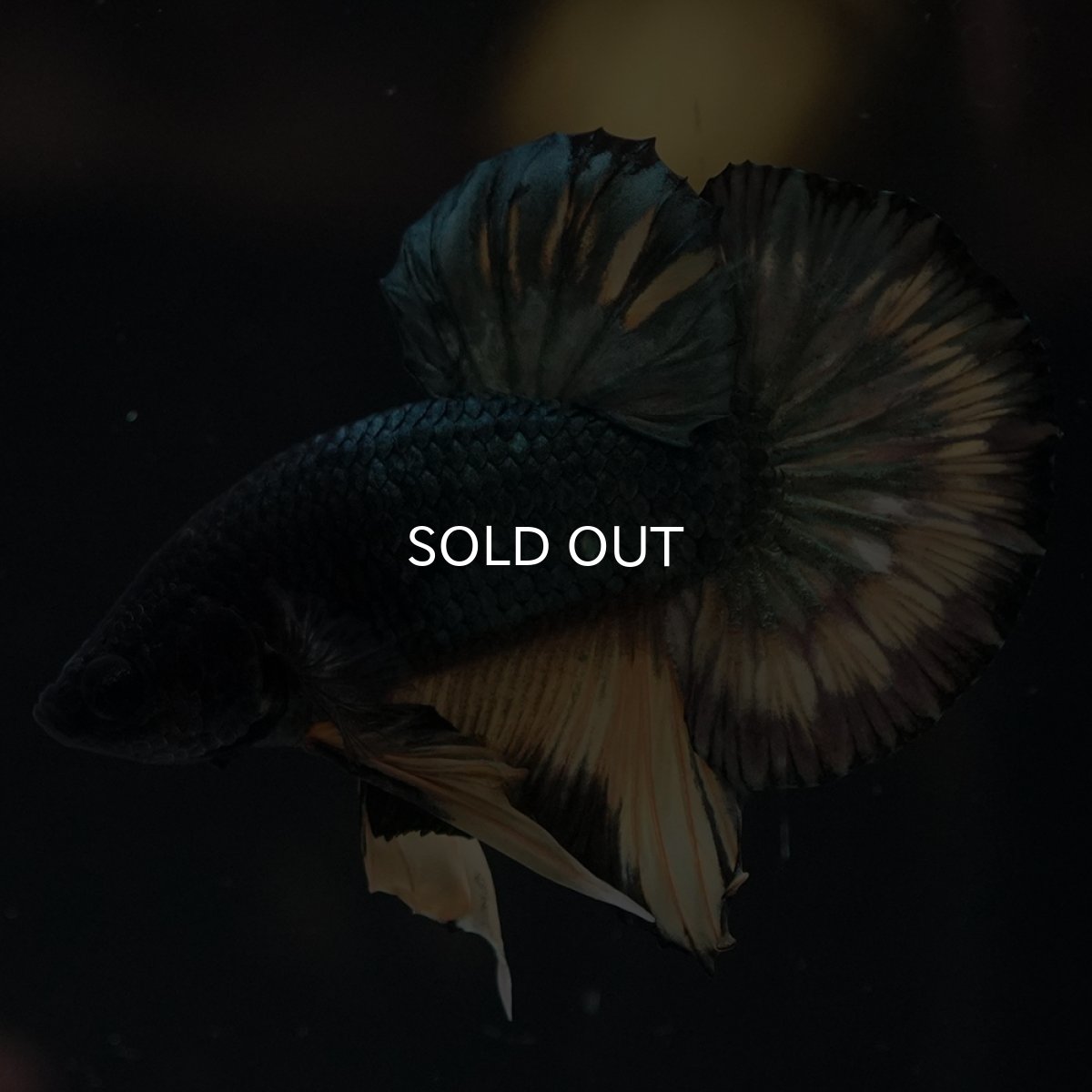 画像8: HMPK　イエローカッパー (8)