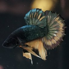 画像8: HMPK　イエローカッパー (8)