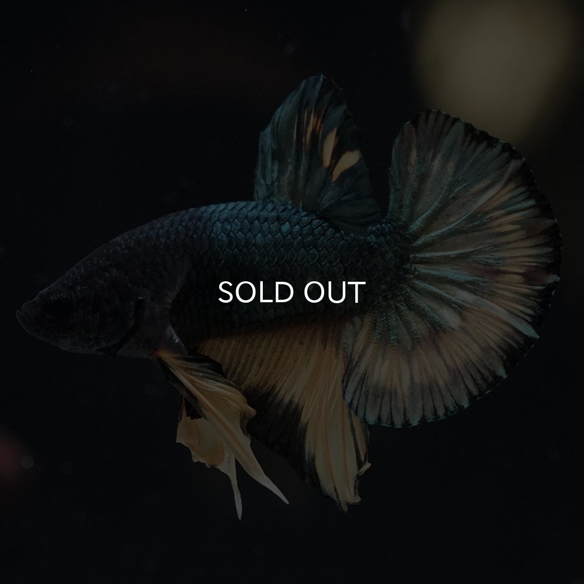 画像7: HMPK　イエローカッパー (7)