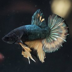 画像7: HMPK　イエローカッパー (7)