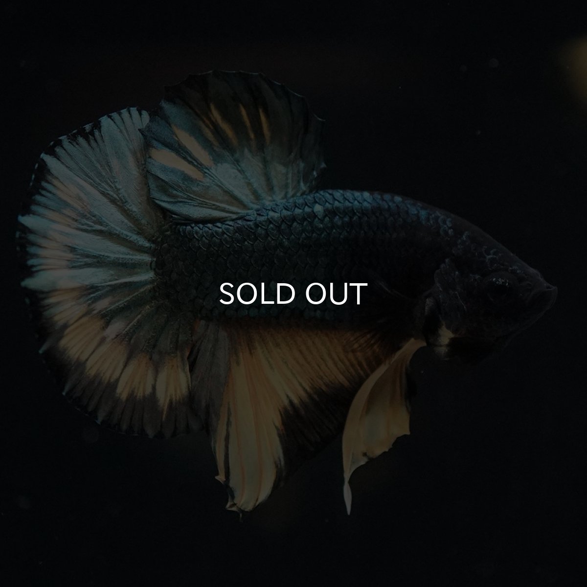 画像6: HMPK　イエローカッパー (6)