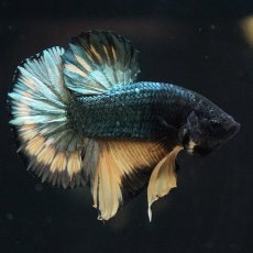 画像6: HMPK　イエローカッパー (6)