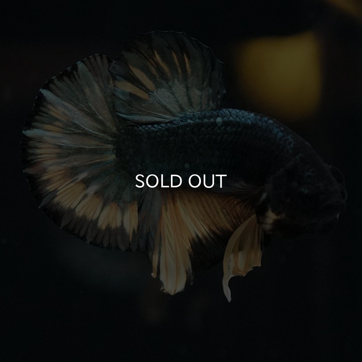 画像5: HMPK　イエローカッパー (5)