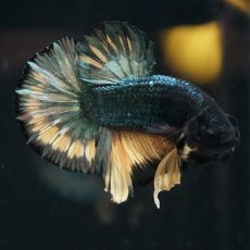 画像5: HMPK　イエローカッパー (5)