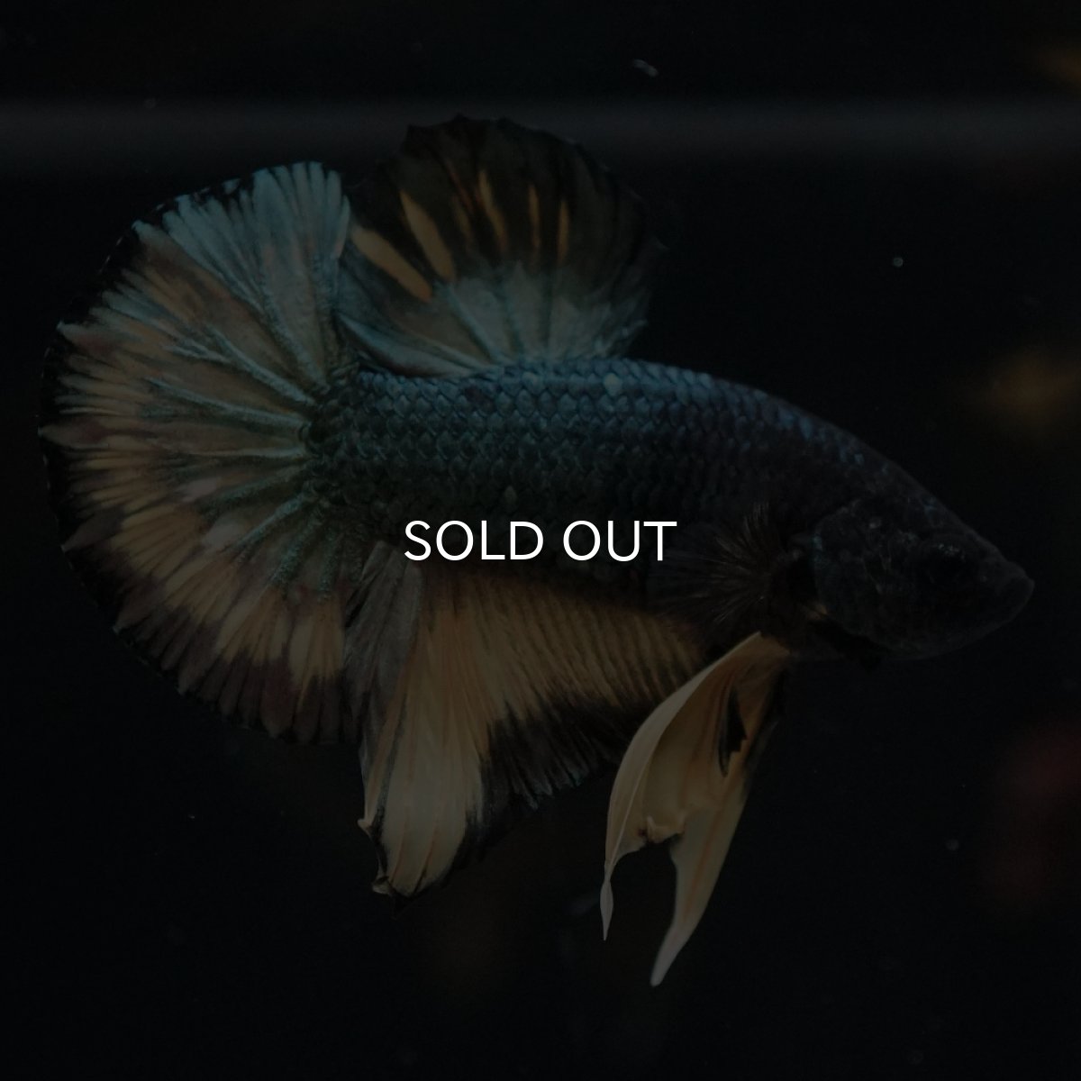 画像4: HMPK　イエローカッパー (4)