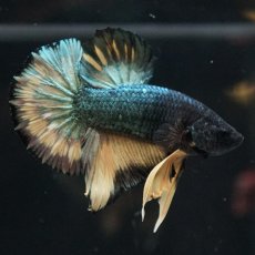 画像4: HMPK　イエローカッパー (4)