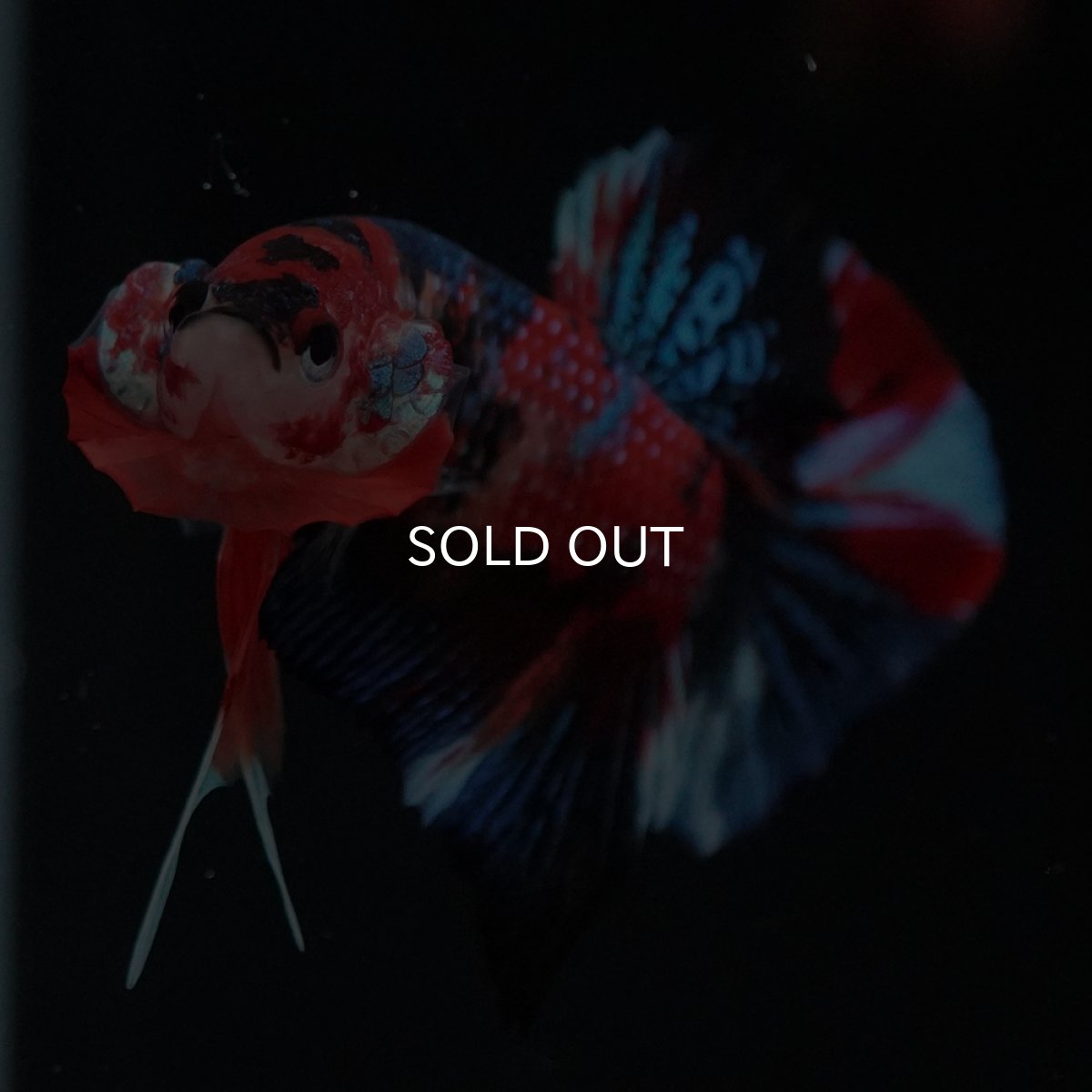 画像17: HMPK　キャンディ (17)