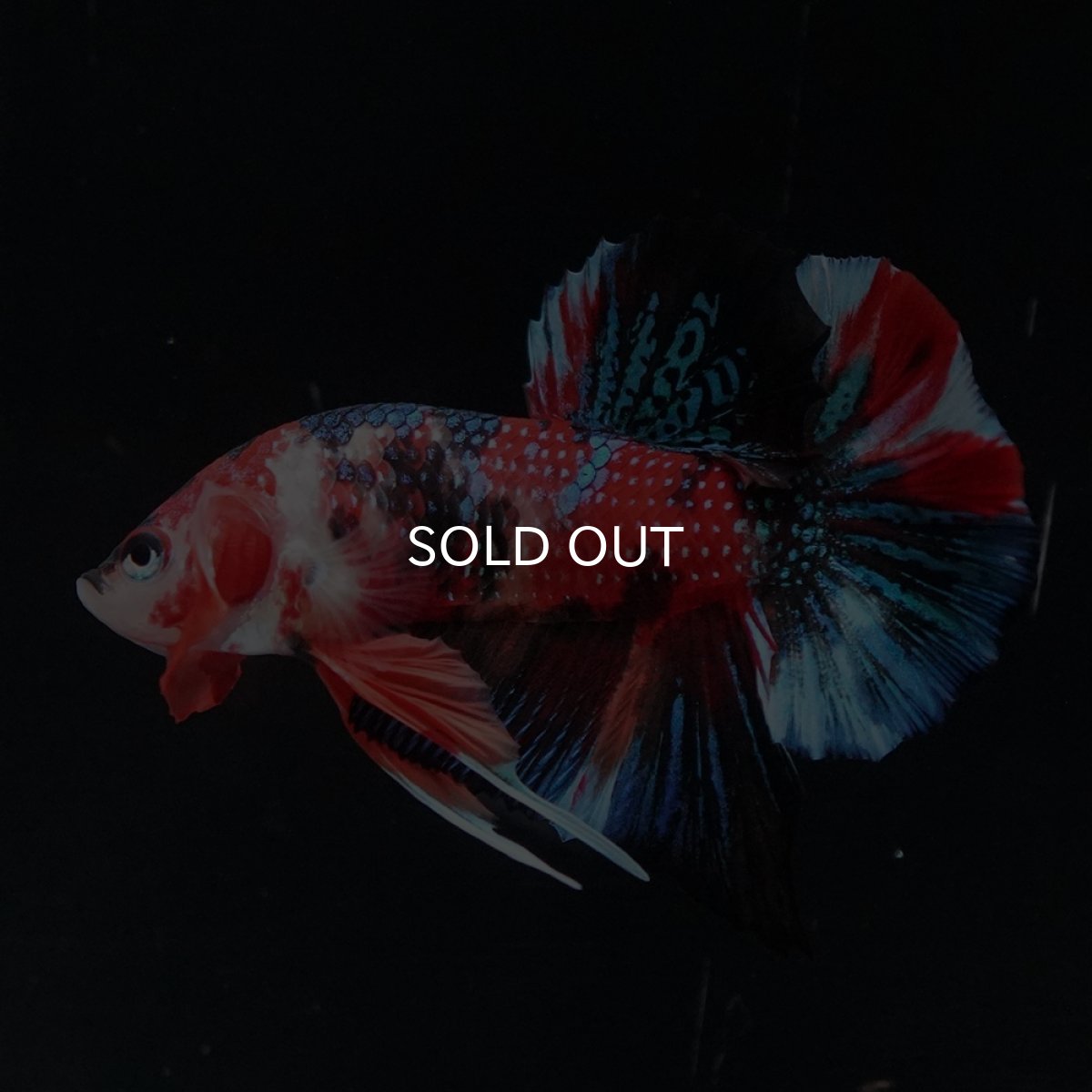 画像5: HMPK　キャンディ (5)