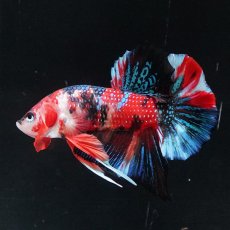 画像5: HMPK　キャンディ (5)