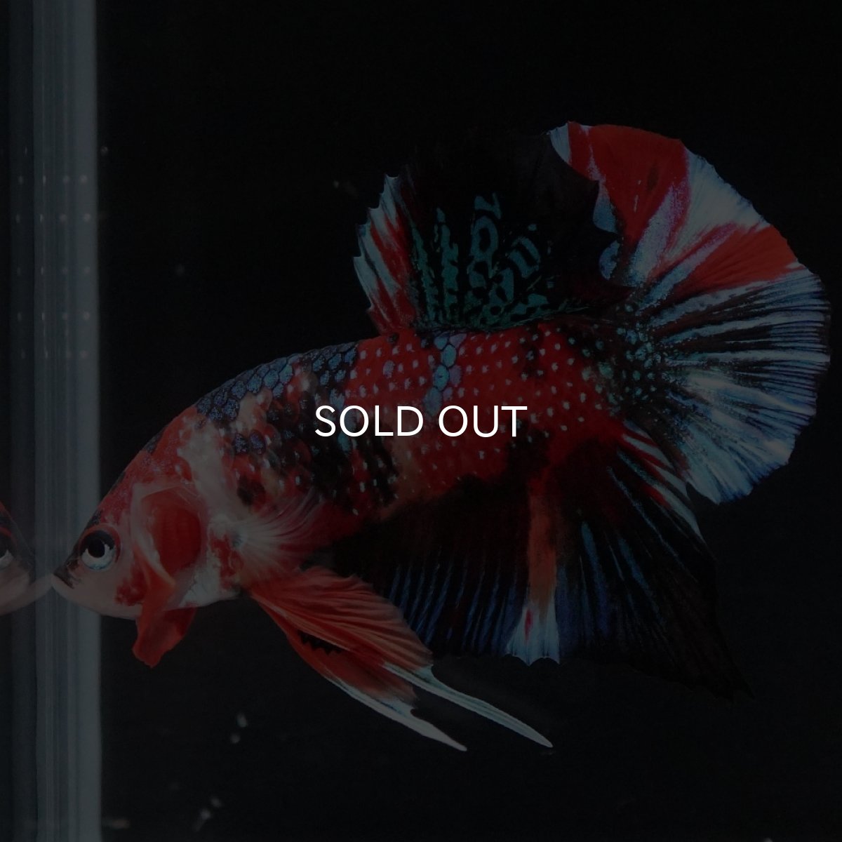 画像16: HMPK　キャンディ (16)