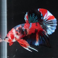 画像16: HMPK　キャンディ (16)