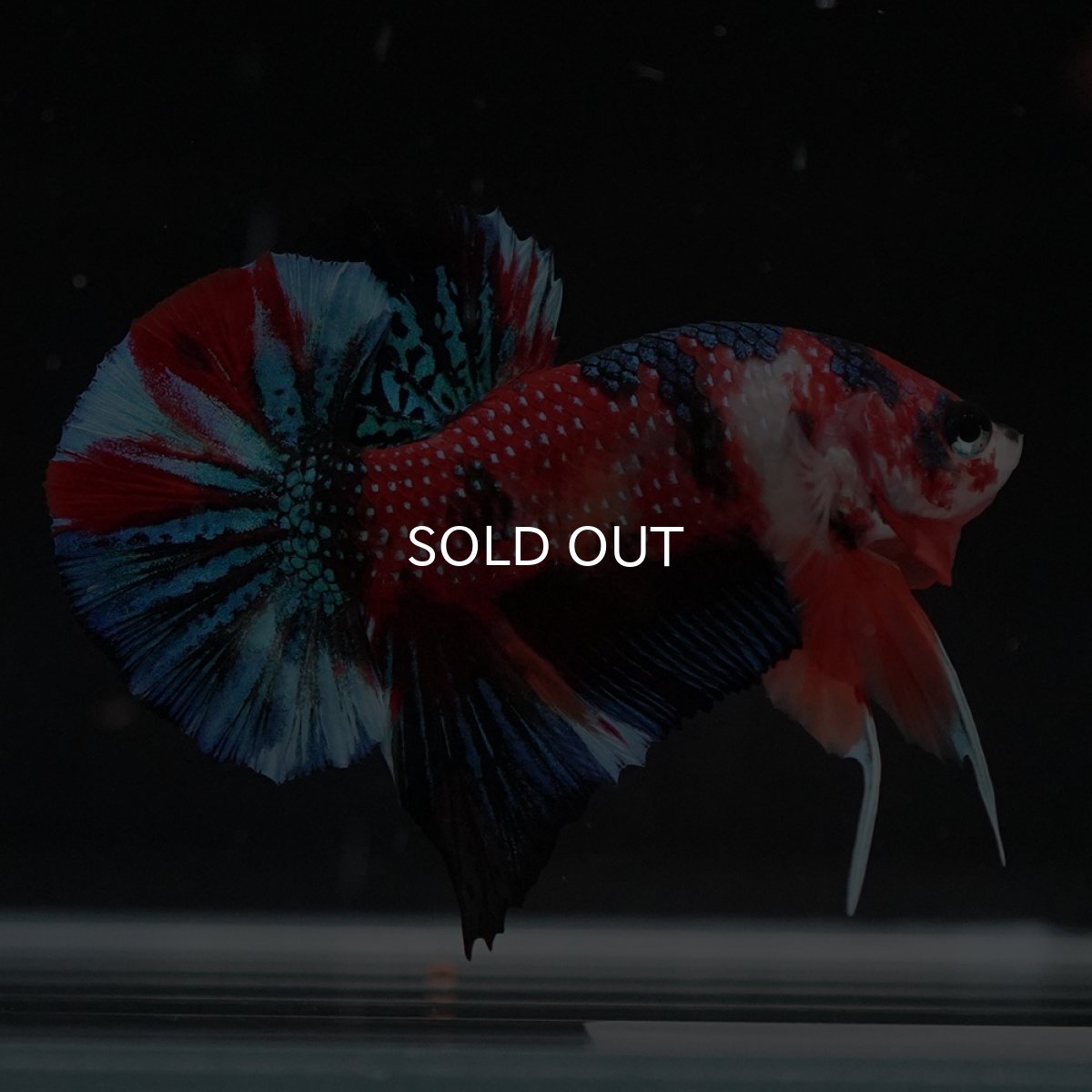 画像15: HMPK　キャンディ (15)