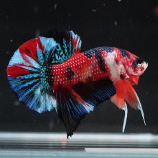 画像15: HMPK　キャンディ (15)