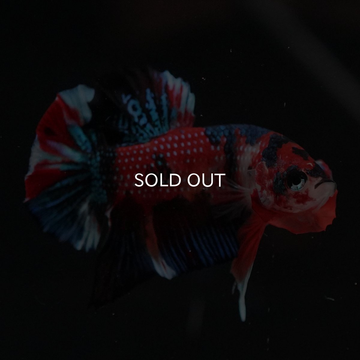 画像14: HMPK　キャンディ (14)