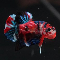 画像14: HMPK　キャンディ (14)