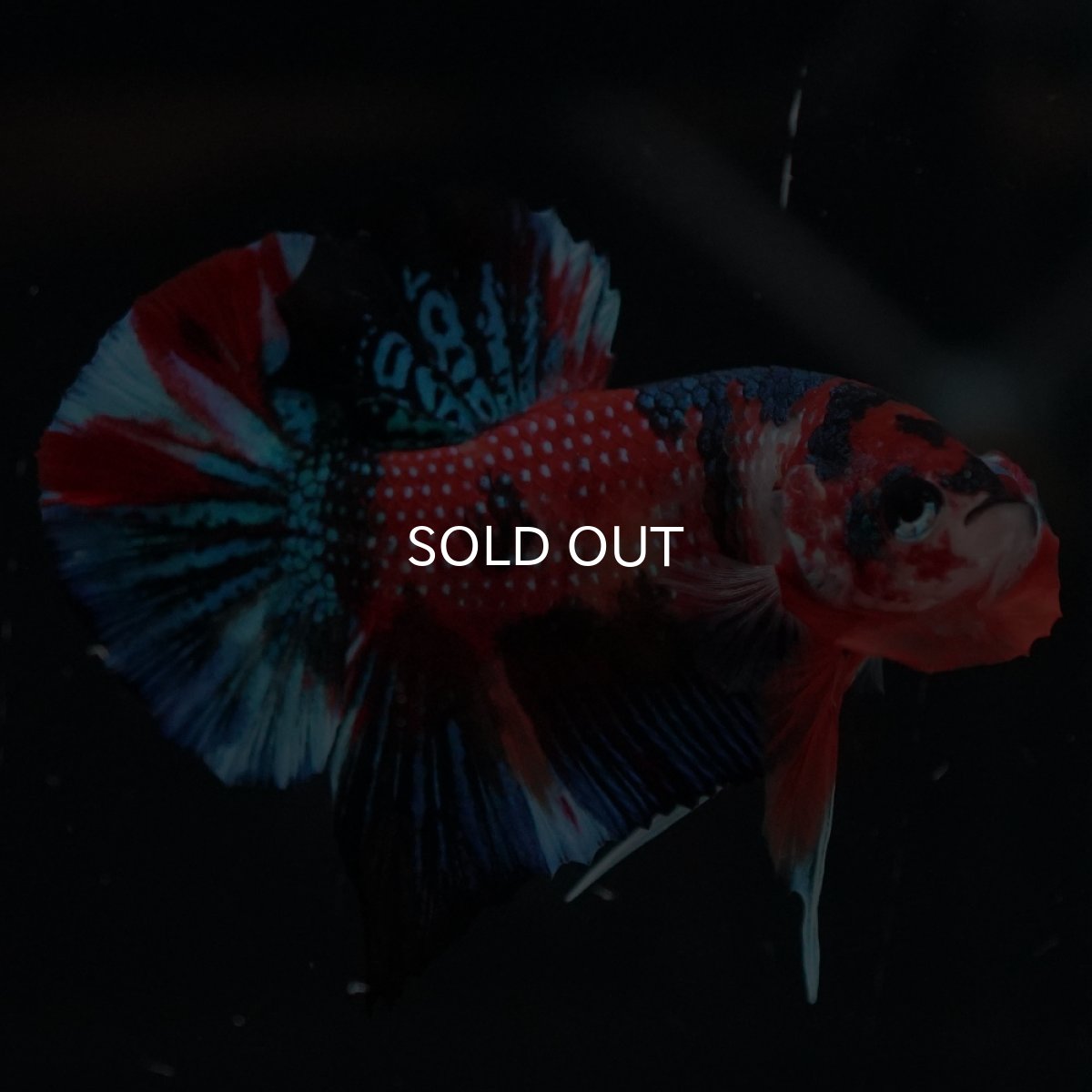 画像2: HMPK　キャンディ (2)