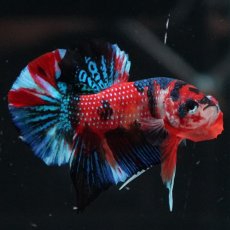 画像2: HMPK　キャンディ (2)