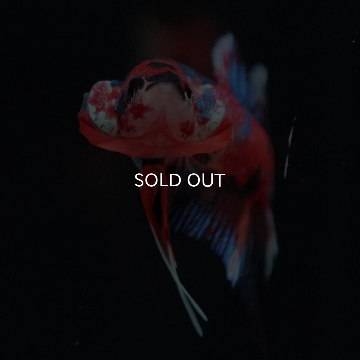 画像13: HMPK　キャンディ (13)