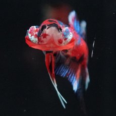 画像13: HMPK　キャンディ (13)