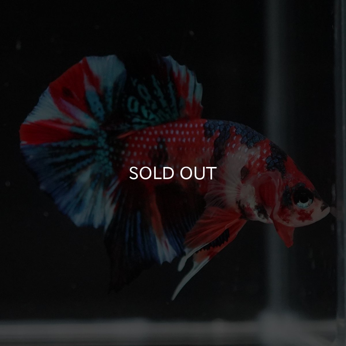 画像12: HMPK　キャンディ (12)