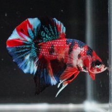 画像12: HMPK　キャンディ (12)