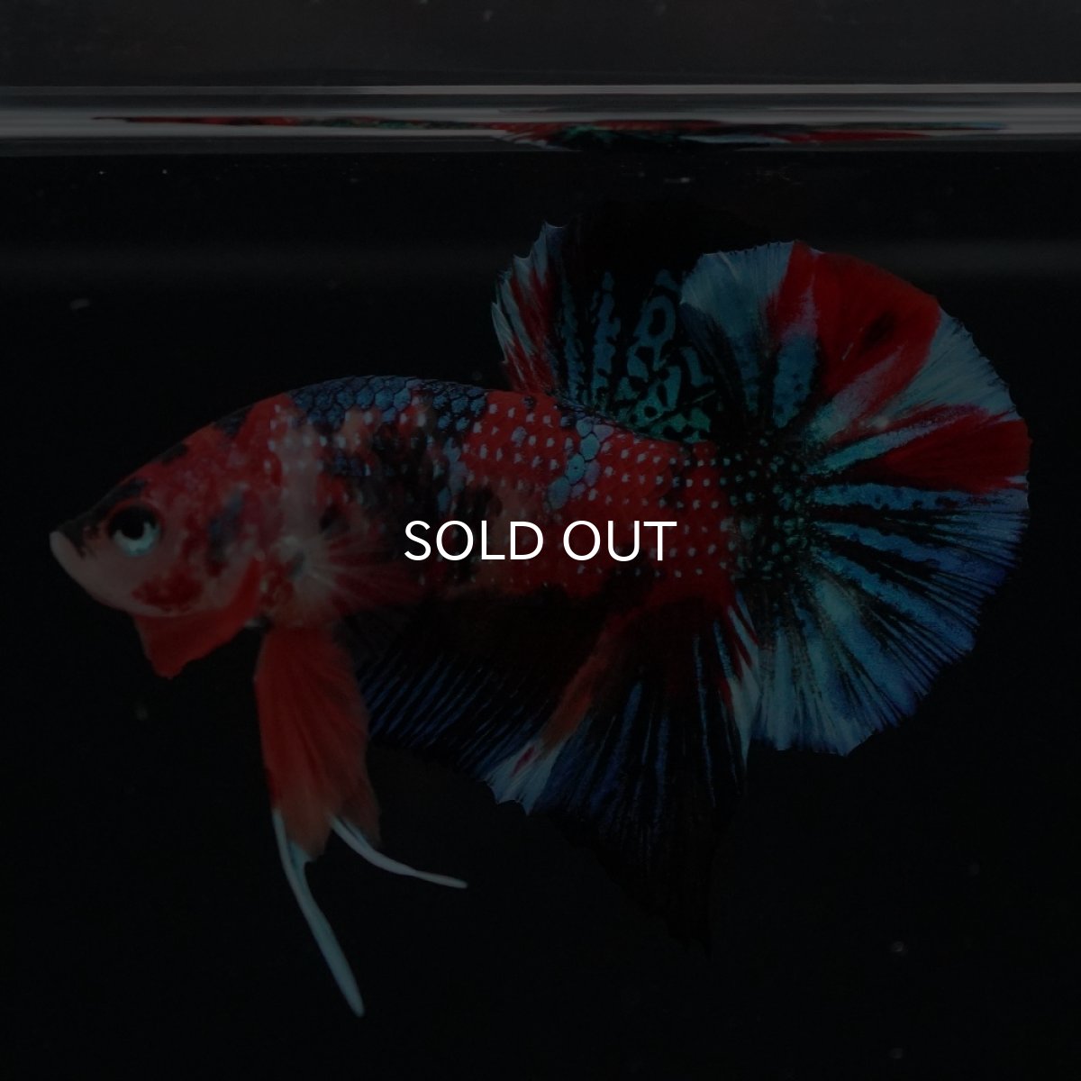 画像11: HMPK　キャンディ (11)