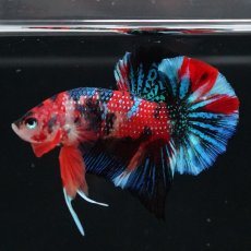 画像11: HMPK　キャンディ (11)