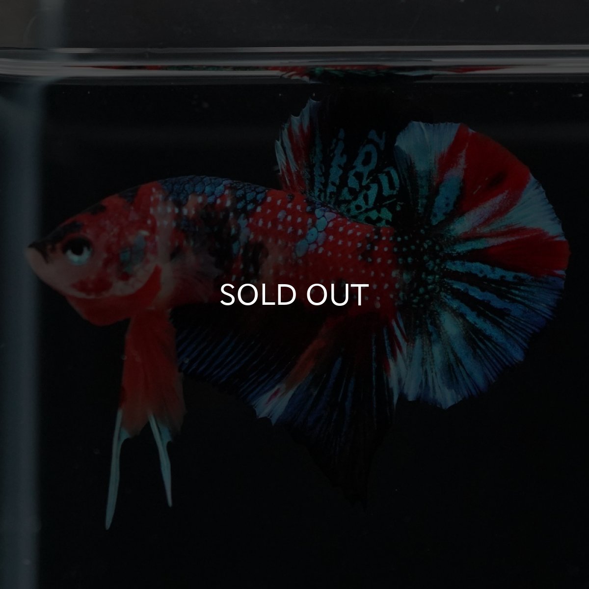 画像10: HMPK　キャンディ (10)