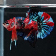 画像10: HMPK　キャンディ (10)