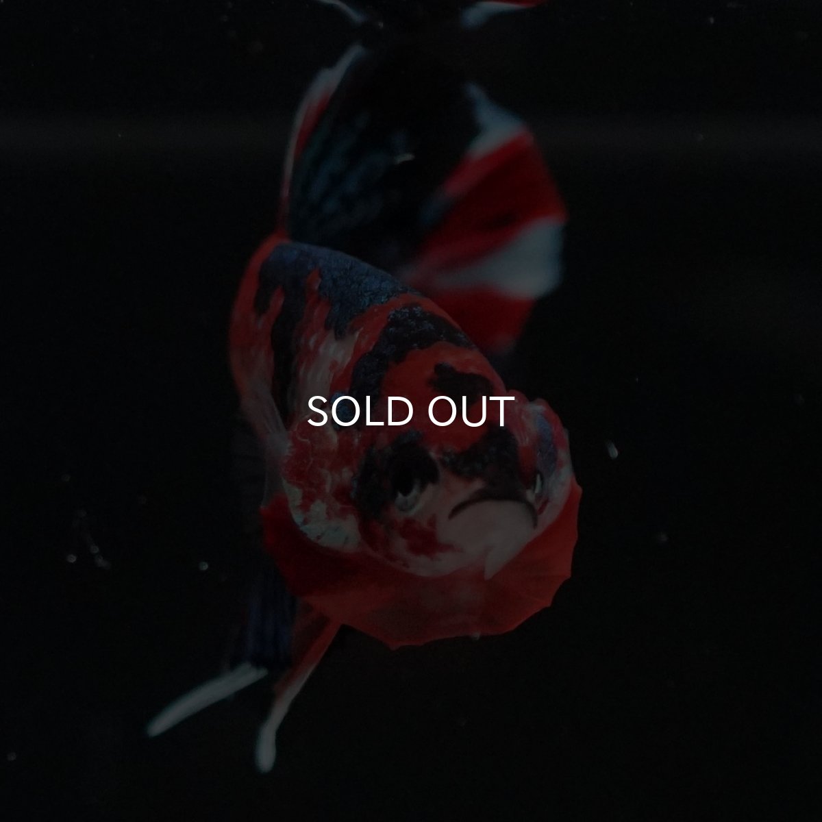 画像9: HMPK　キャンディ (9)