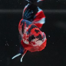 画像9: HMPK　キャンディ (9)