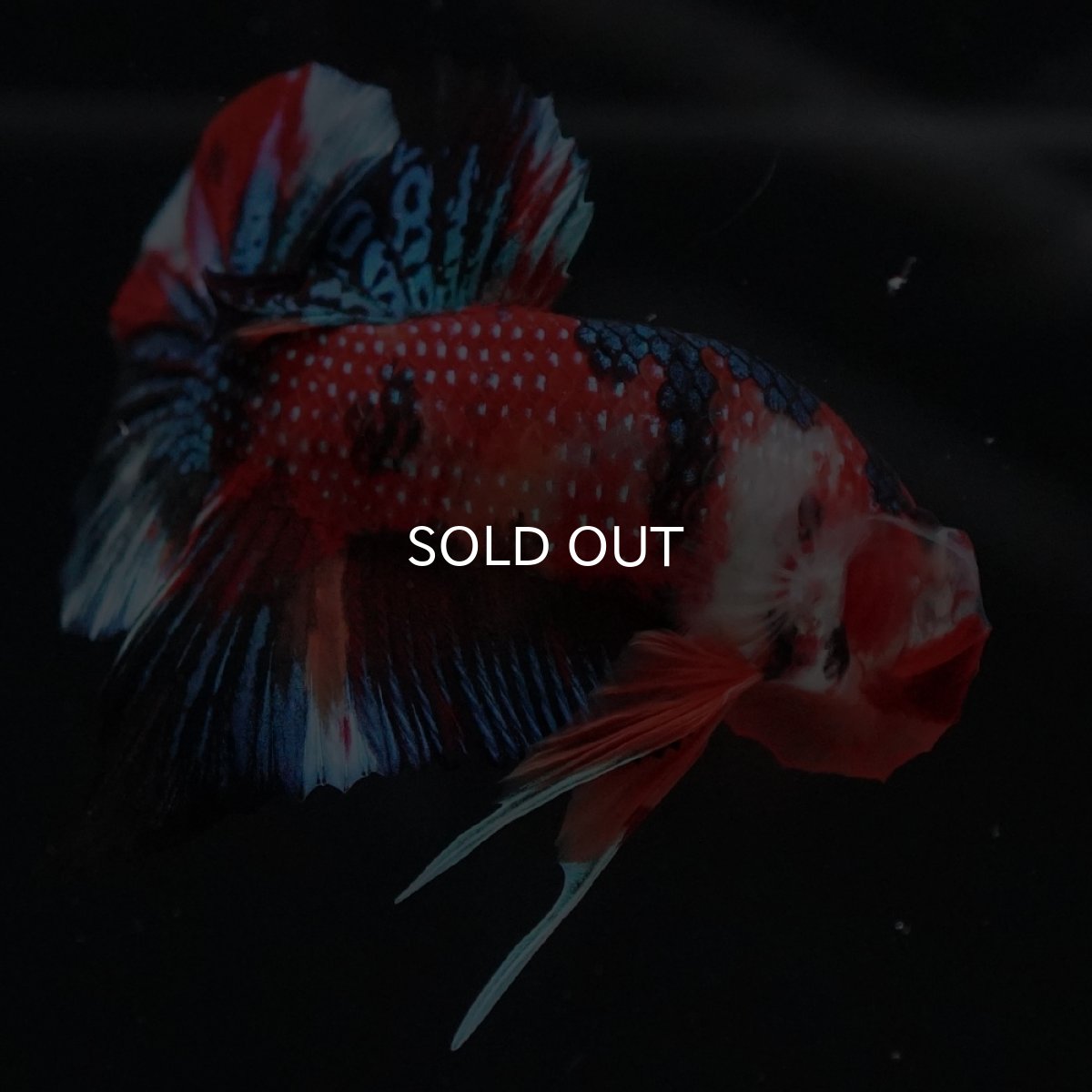 画像8: HMPK　キャンディ (8)