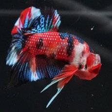 画像8: HMPK　キャンディ (8)