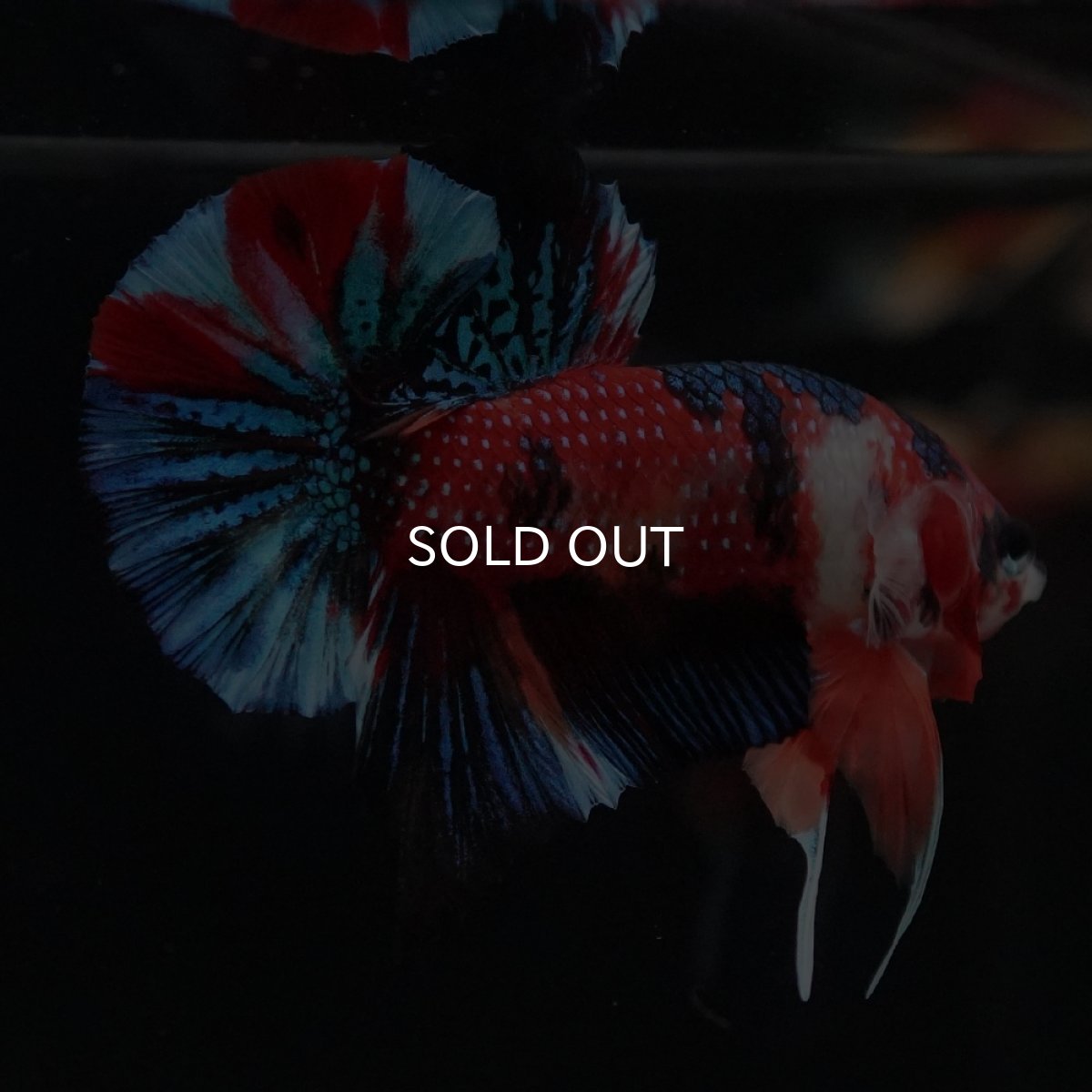 画像7: HMPK　キャンディ (7)