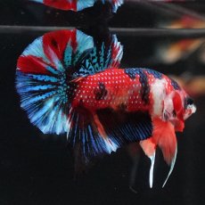 画像7: HMPK　キャンディ (7)